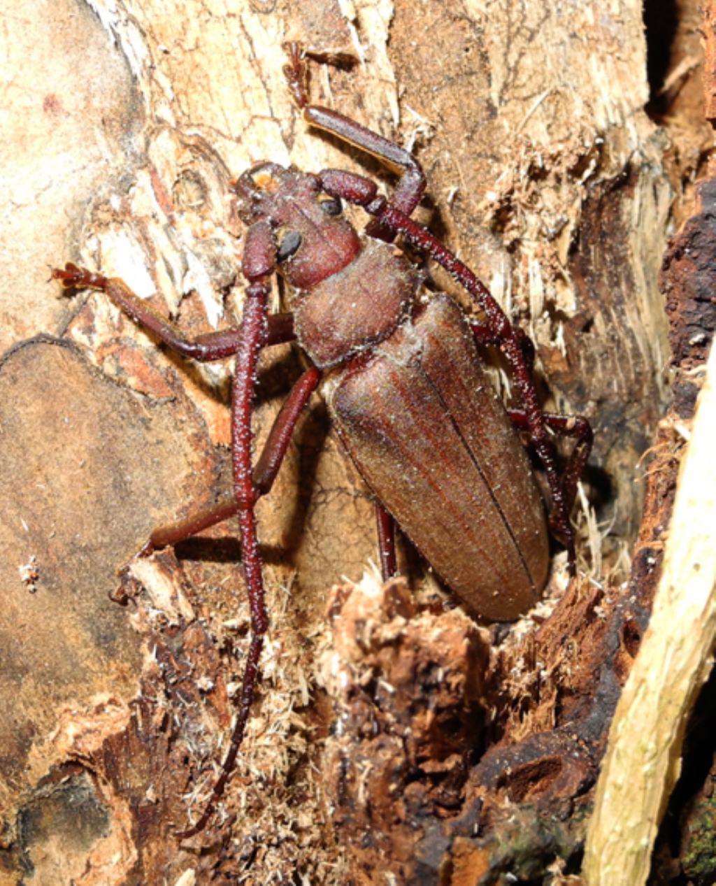 Aegosoma scabricorne